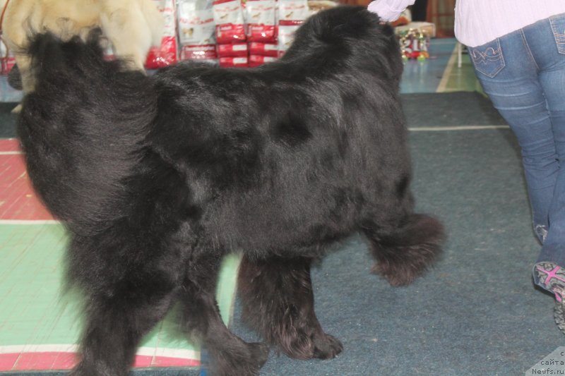 Фото: ньюфаундленд Омар Шериф