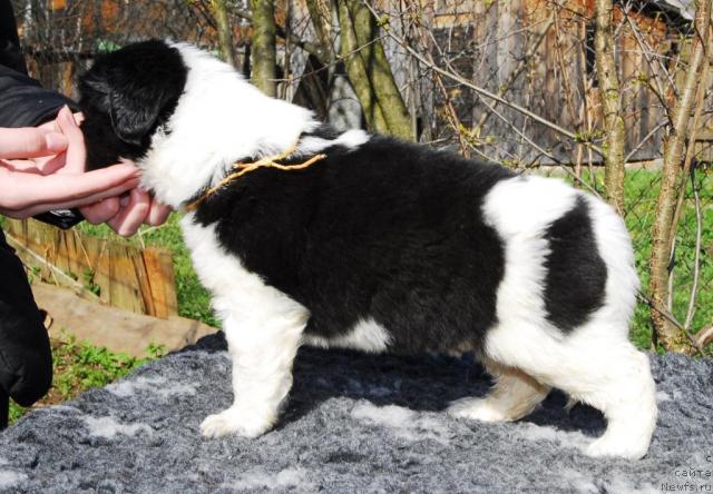 Фото: ньюфаундленд Сент Джонс Пеппи Длинный Чулок (Sent Djons Peppi Dlinny Chulok)