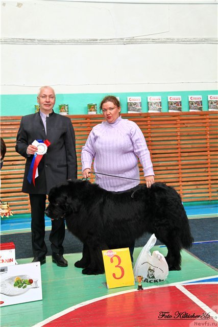 Фото: ньюфаундленд Омар Шериф, Людмила Овсянникова, эксперт Пермяков М.Ю.