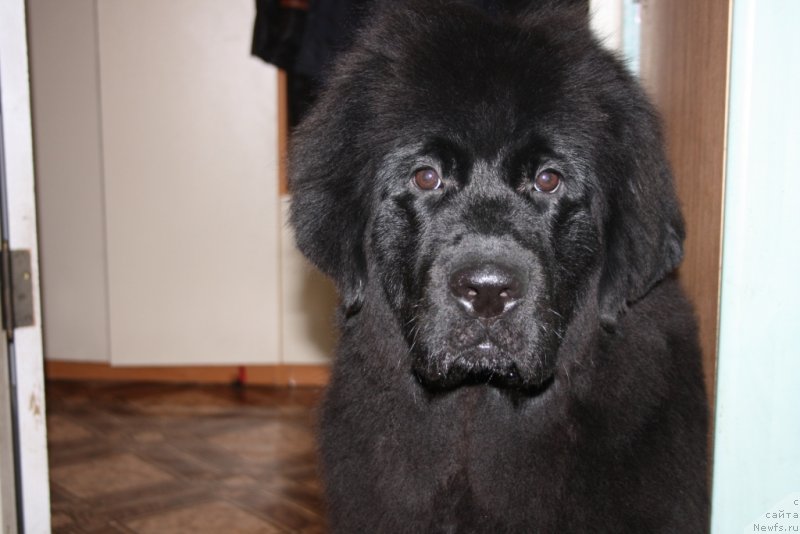 Фото: ньюфаундленд Ю Белонг Ту Ми