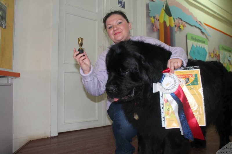 Фото: ньюфаундленд Омар Шериф, Людмила Овсянникова