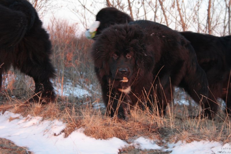 Фото: ньюфаундленд Ю Белонг Ту Ми