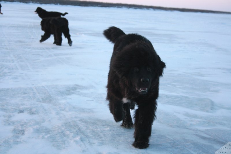 Фото: ньюфаундленд Ю Белонг Ту Ми