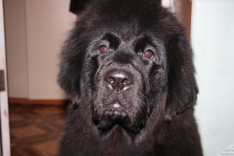 Фото: ньюфаундленд Ю Белонг Ту Ми