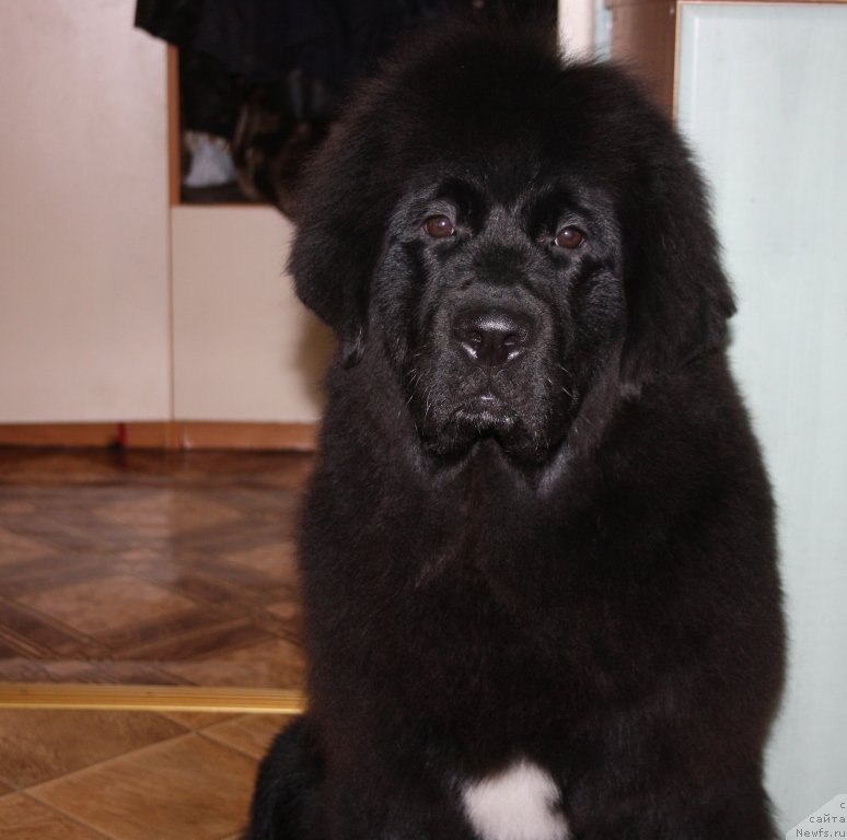 Фото: ньюфаундленд Ю Белонг Ту Ми