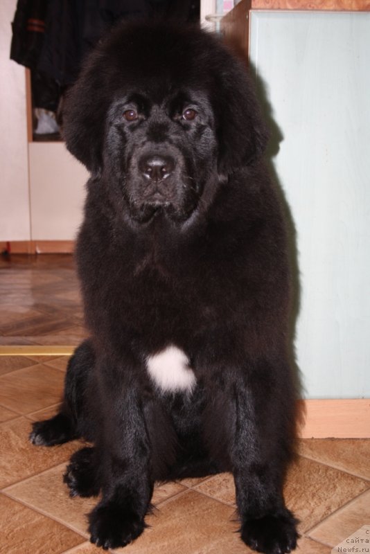 Фото: ньюфаундленд Ю Белонг Ту Ми