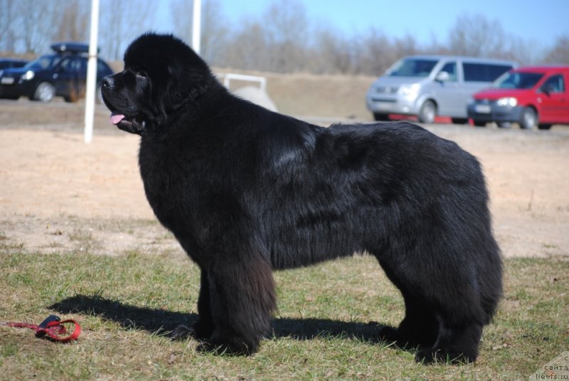 Фото: ньюфаундленд Звездный Дар Агасси (Zvezdnij Dar Agassi)