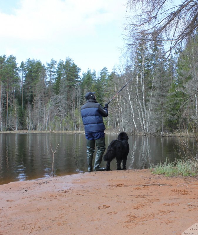 Фото: ньюфаундленд Дар Свезы Юника Сагитта (Dar Svezy Unika Sagitta)