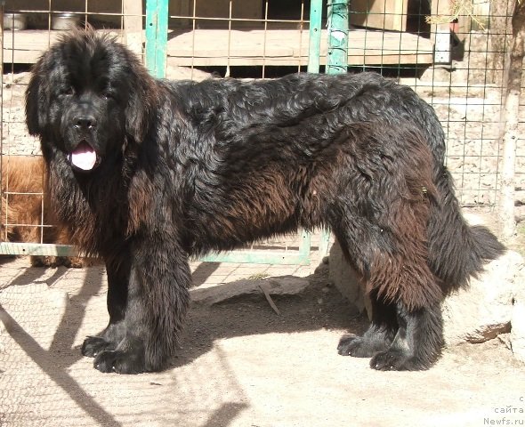 Фото: ньюфаундленд Плюшевая Панда Черри Бренди (Plushevaya Panda Cherry Brandy)