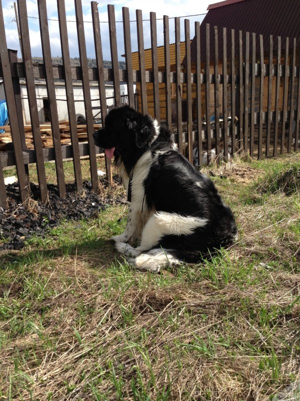 Фото: ньюфаундленд Чарующая Взглядом от Сибирского Медведя