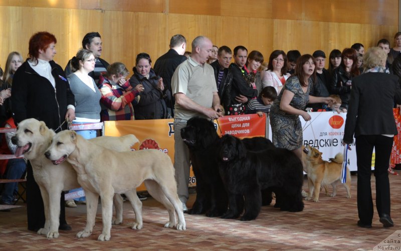 Фото: ньюфаундленд Нефертити Красавица Грядет, ньюфаундленд Симбад Покоритель Морей