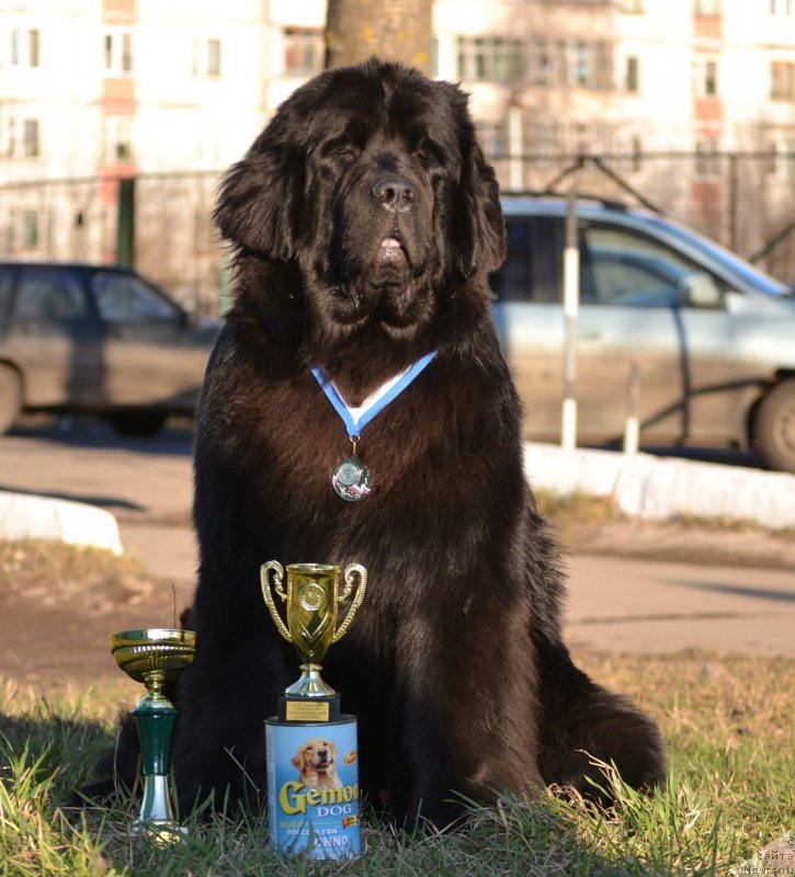 Фото: ньюфаундленд Симбад Покоритель Морей