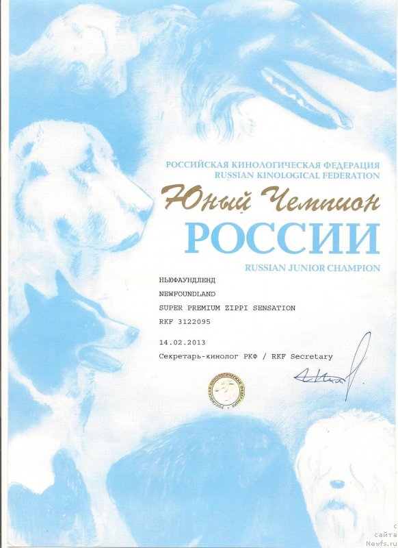 Фото: ньюфаундленд Супер Премиум Зиппи Сенсейшен