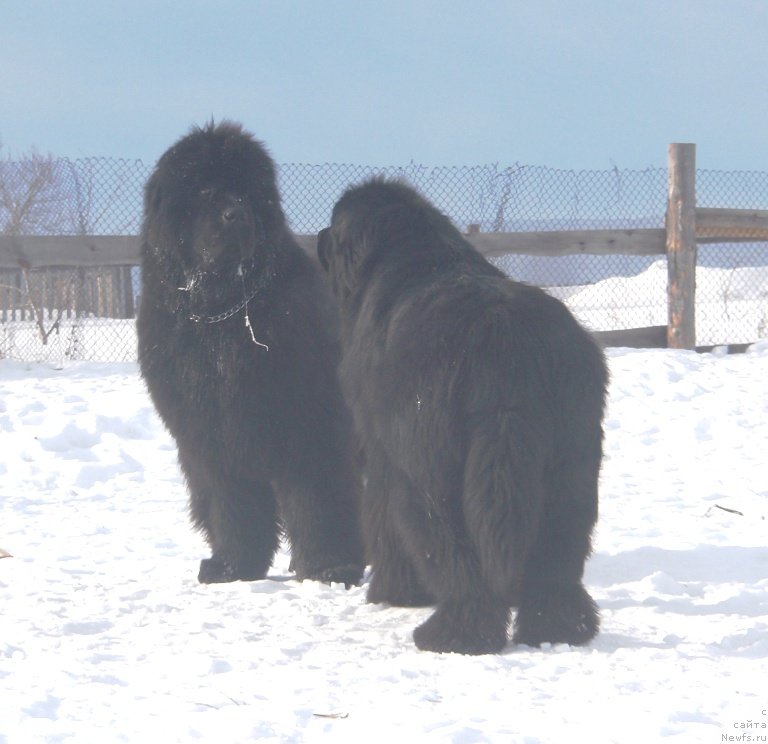 Фото: ньюфаундленд С'Нежная Вьюга Армандо Паруссо (S'Nezhnaya Vjuga Armando Parusso), ньюфаундленд Их Высочество Владлена Маджикс