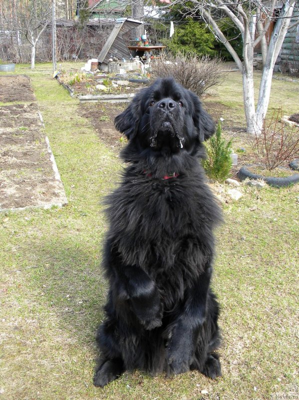 Фото: ньюфаундленд Акватория Келвин Кадриль (Aquatoriya Kelvin Kadril)