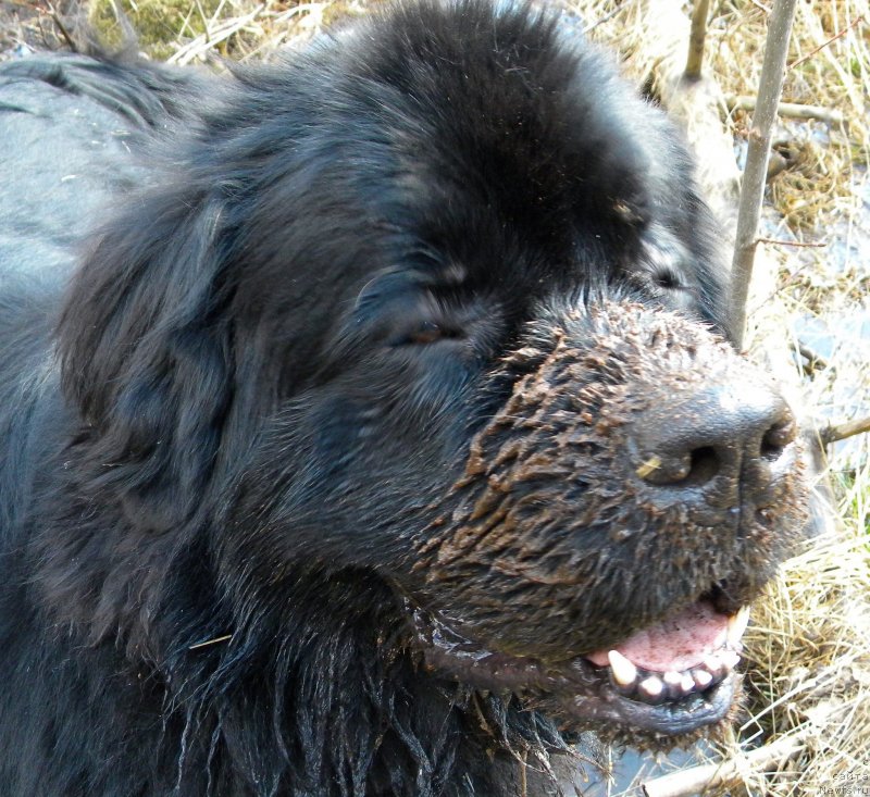 Фото: ньюфаундленд Акватория Келвин Кадриль (Aquatoriya Kelvin Kadril)