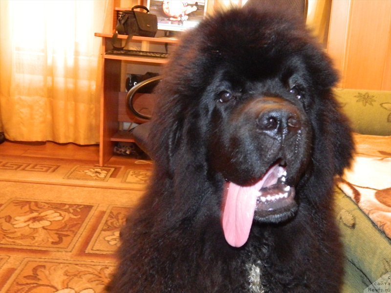 Фото: ньюфаундленд Дак Прайд Ван Гог (Dark Pride Van Gogh)