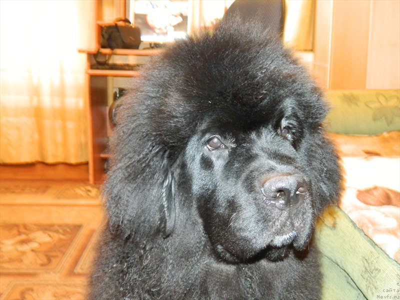 Фото: ньюфаундленд Дак Прайд Ван Гог (Dark Pride Van Gogh)