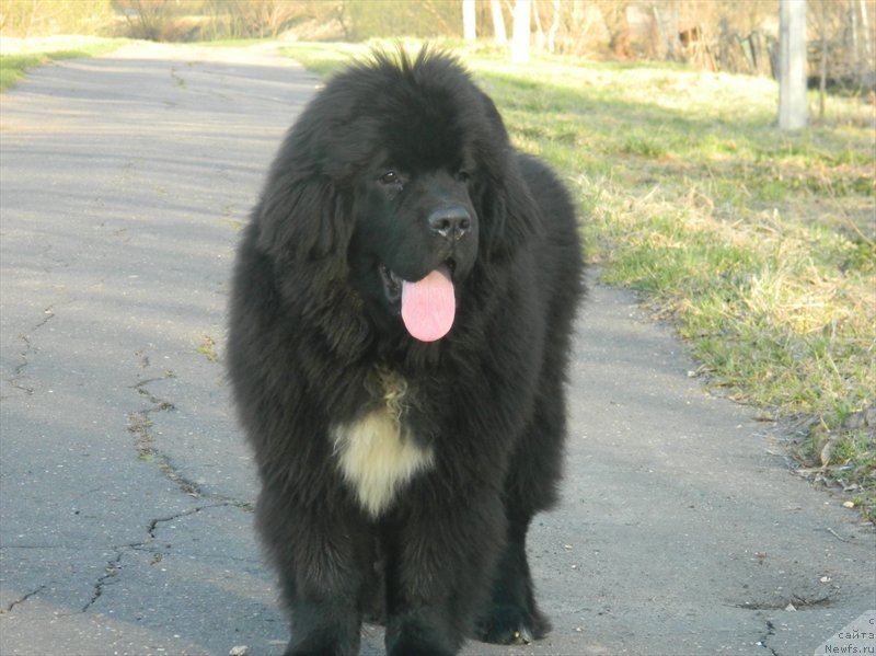 Фото: ньюфаундленд Дак Прайд Ван Гог (Dark Pride Van Gogh)