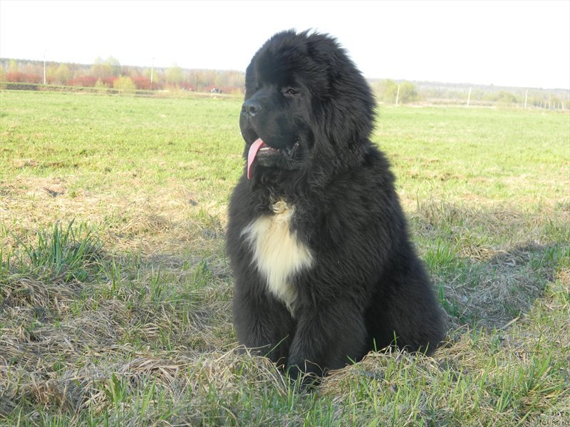 Фото: ньюфаундленд Дак Прайд Ван Гог (Dark Pride Van Gogh)