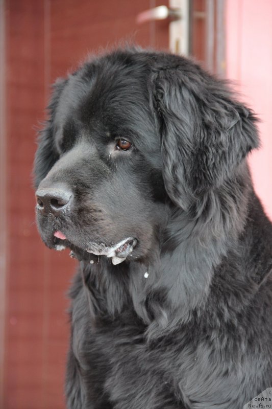 Фото: ньюфаундленд Уютная Долина Блэк Даймонд Велинда (Uyutnaya Dolina Black Diamond Velinda)