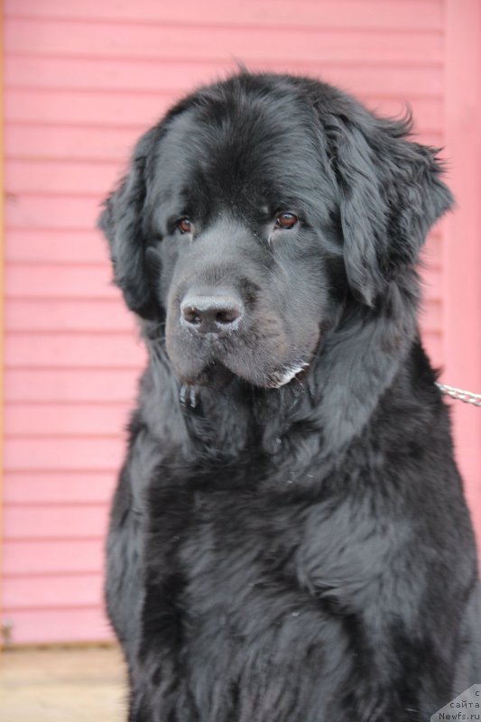 Фото: ньюфаундленд Уютная Долина Блэк Даймонд Велинда (Uyutnaya Dolina Black Diamond Velinda)