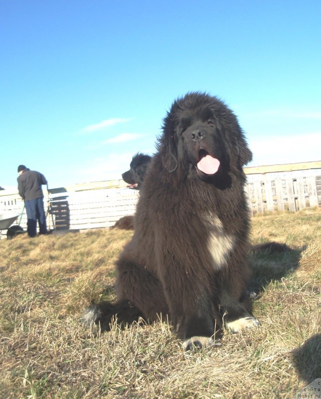 Фото: ньюфаундленд Promise To Love Midnight Bear