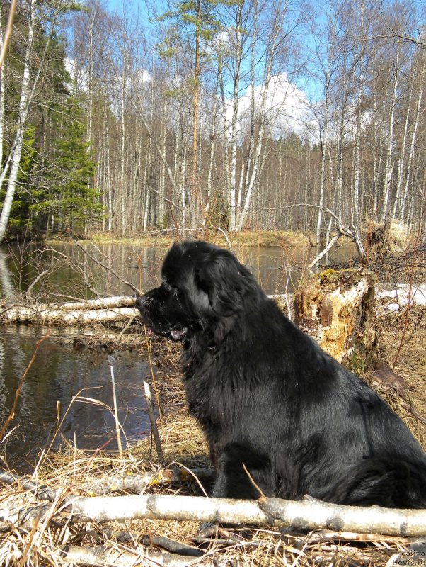 Фото: ньюфаундленд Акватория Келвин Кадриль (Aquatoriya Kelvin Kadril)