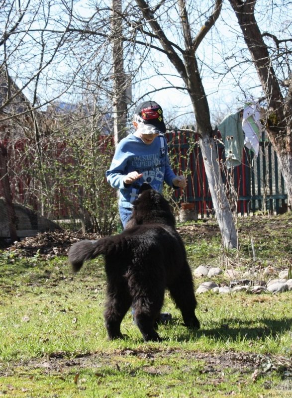 Фото: ньюфаундленд Соул оф Роуз Ассиа