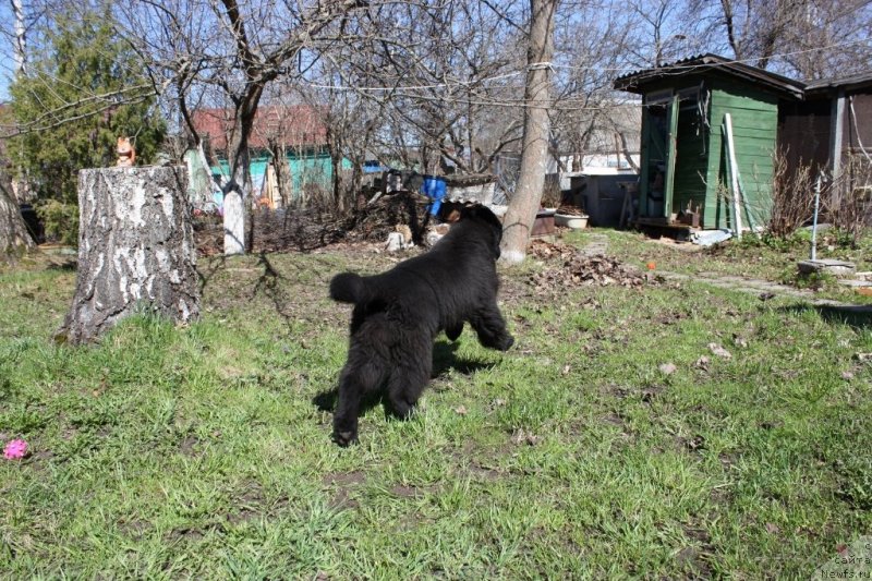 Фото: ньюфаундленд Соул оф Роуз Ассиа