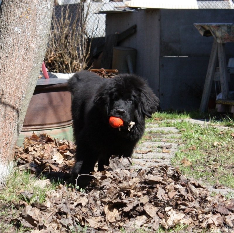 Фото: ньюфаундленд Соул оф Роуз Ассиа