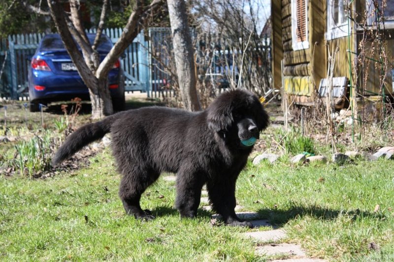 Фото: ньюфаундленд Соул оф Роуз Ассиа