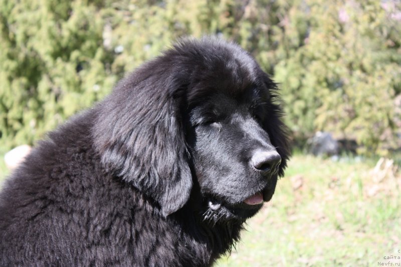 Фото: ньюфаундленд Соул оф Роуз Ассиа