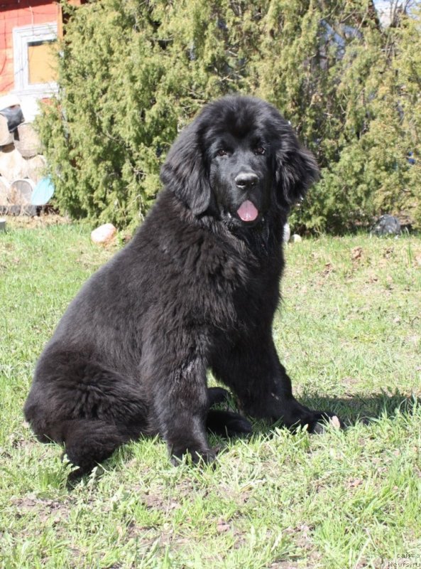 Фото: ньюфаундленд Соул оф Роуз Ассиа