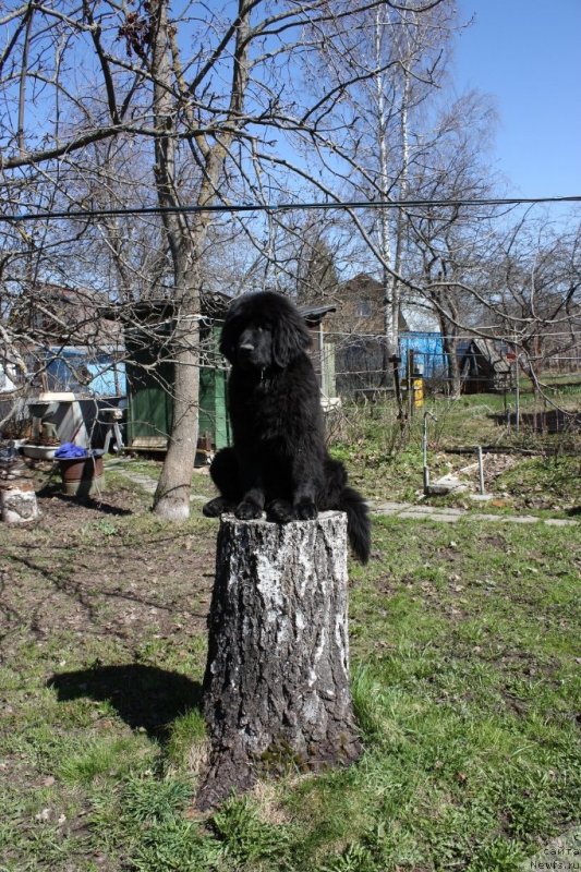 Фото: ньюфаундленд Соул оф Роуз Ассиа
