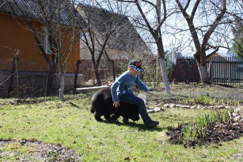 Фото: ньюфаундленд Соул оф Роуз Ассиа