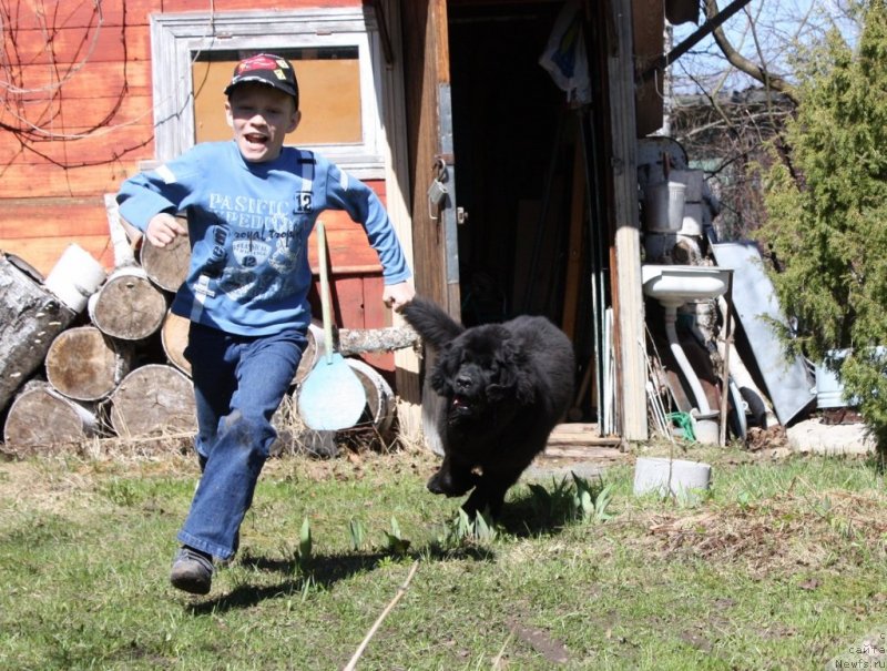 Фото: ньюфаундленд Соул оф Роуз Ассиа