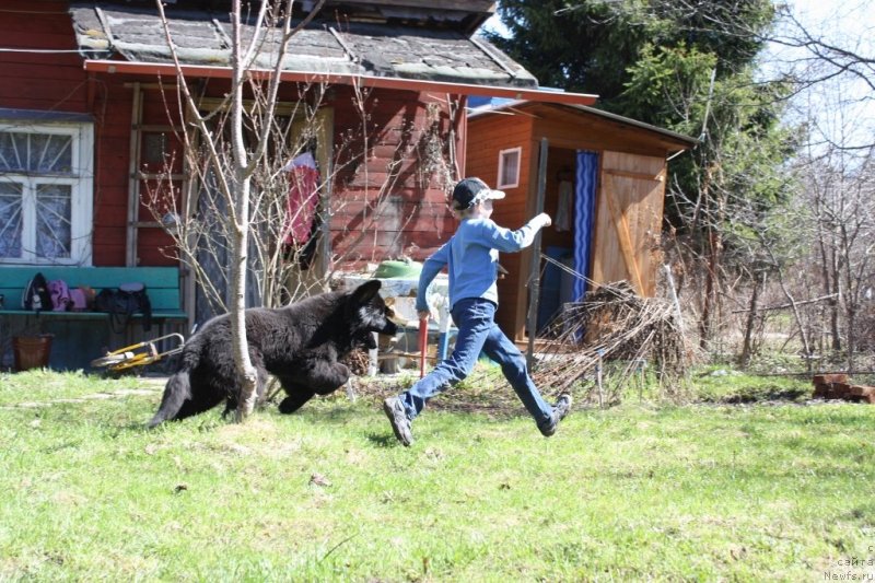 Фото: ньюфаундленд Соул оф Роуз Ассиа
