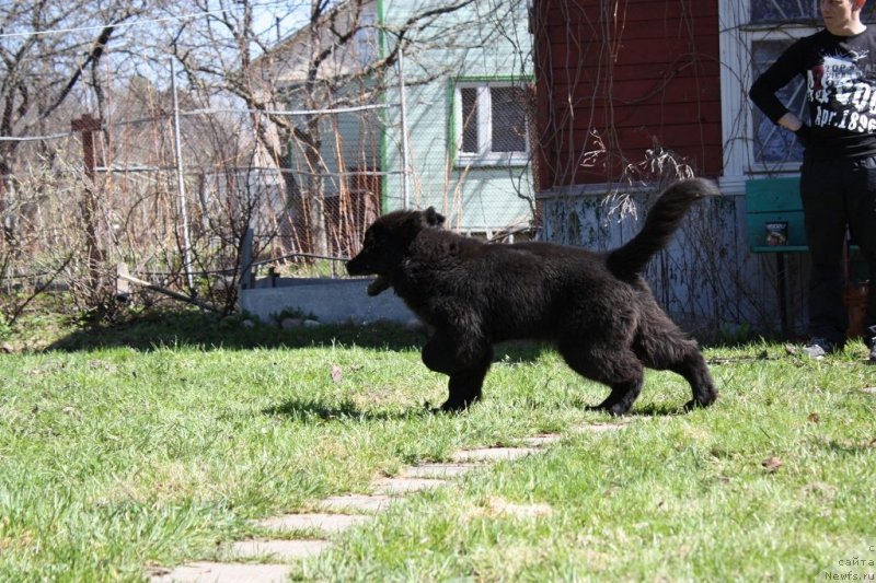 Фото: ньюфаундленд Соул оф Роуз Ассиа