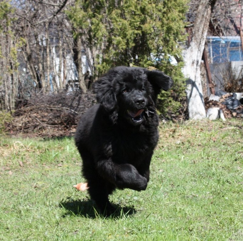 Фото: ньюфаундленд Соул оф Роуз Ассиа