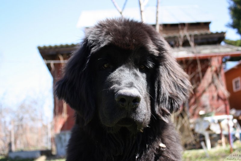 Фото: ньюфаундленд Соул оф Роуз Ассиа