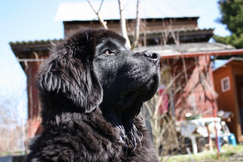 Фото: ньюфаундленд Соул оф Роуз Ассиа