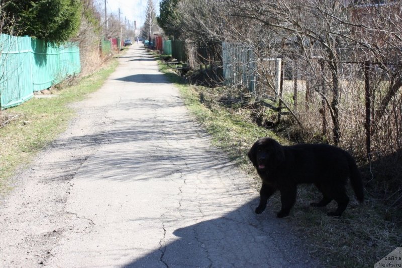 Фото: ньюфаундленд Соул оф Роуз Ассиа