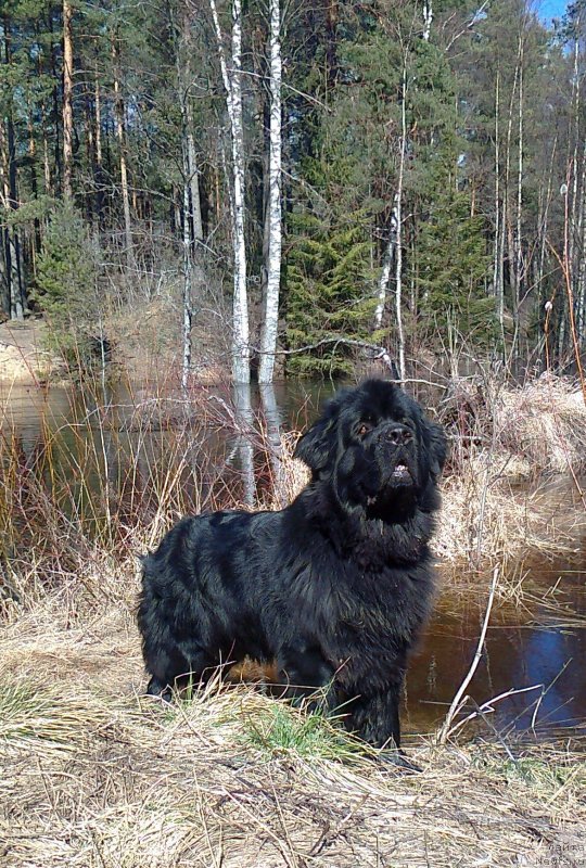 Фото: ньюфаундленд Акватория Келвин Кадриль (Aquatoriya Kelvin Kadril)