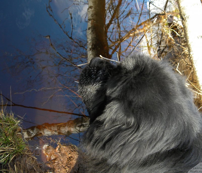 Фото: ньюфаундленд Акватория Келвин Кадриль (Aquatoriya Kelvin Kadril)