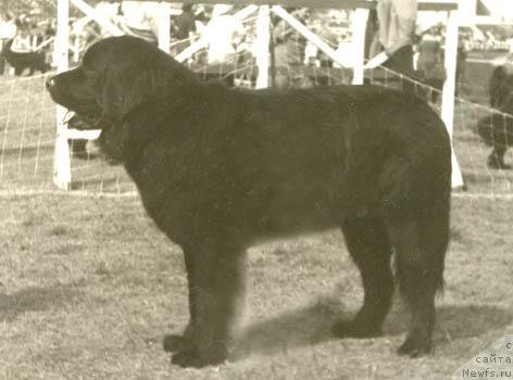 Фото: ньюфаундленд Пайра Лотбар