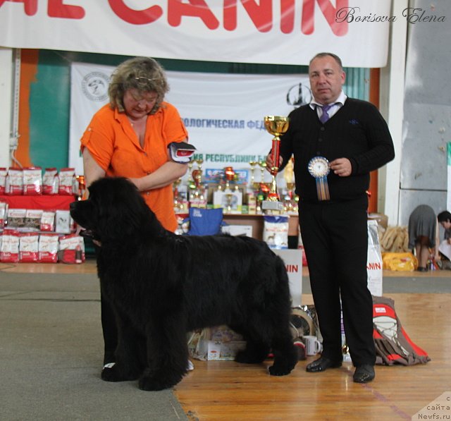 Фото: ньюфаундленд Ньюфорт Натали (Njufort Natali), Ирина Панюшкина, эксперт моно .Васильев .О.