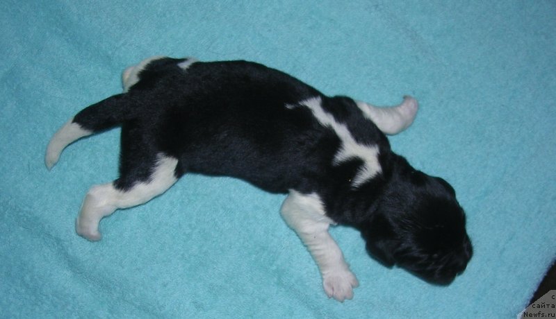 Фото: ньюфаундленд Супер Премиум Зиппи Сенсейшен, ньюфаундленд Отрада Чудная Моя из Тихого Омута