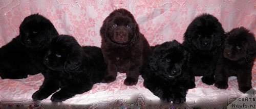 Фото: ньюфаундленд Zhdanny Syn Vialiki Miadzvedz, ньюфаундленд Джаконда