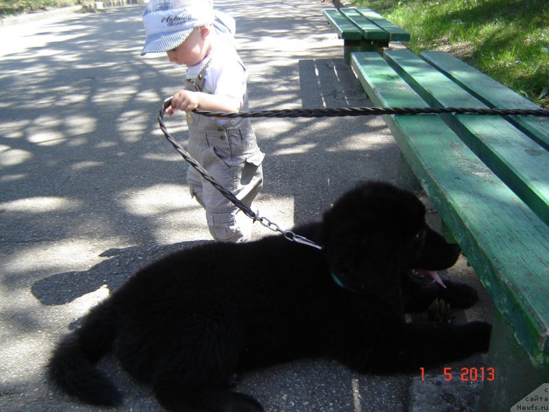 Фото: ньюфаундленд Спарт Грейт Бавария Бель (Spart Great Bavariya Bell), Мишка